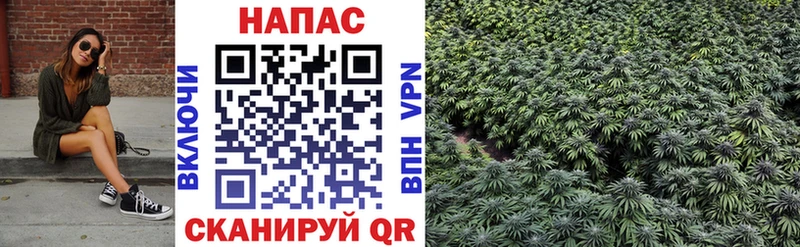 Конопля гибрид  Тырныауз 